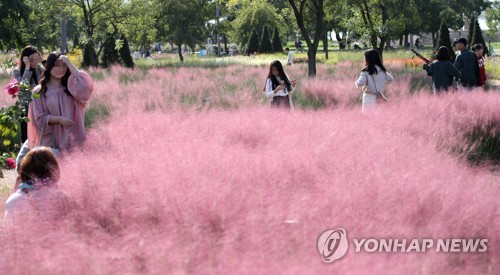 서울 잠원 한강공원 핑크뮬리