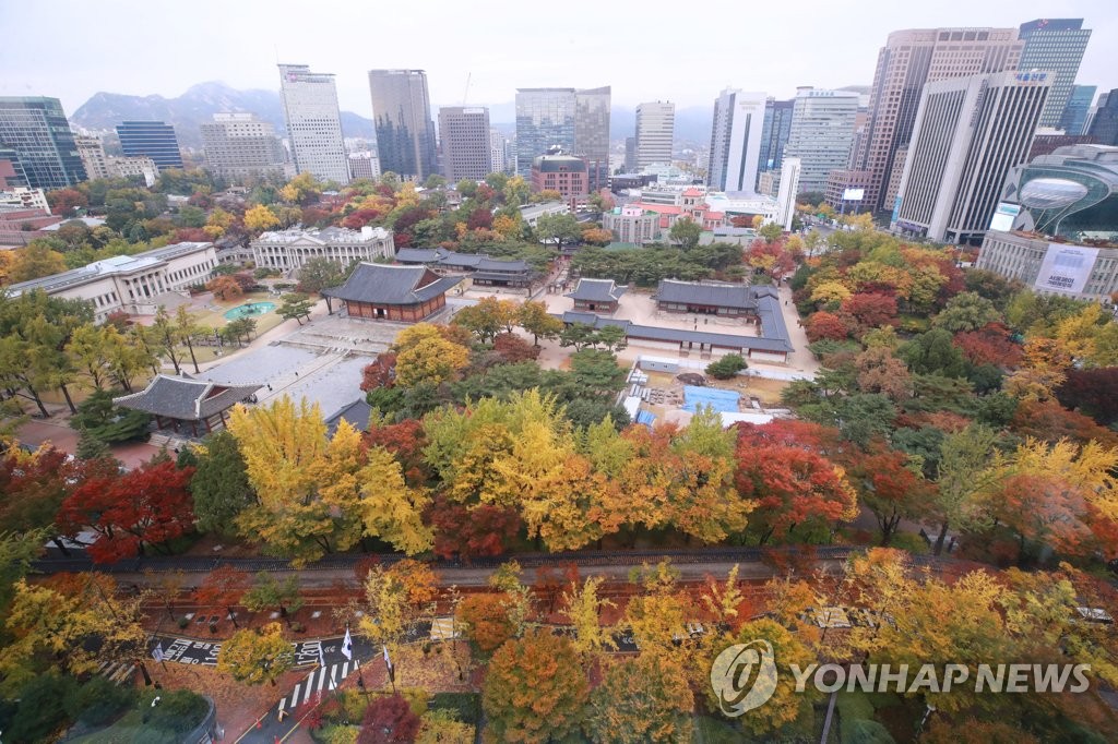 '도심단풍'