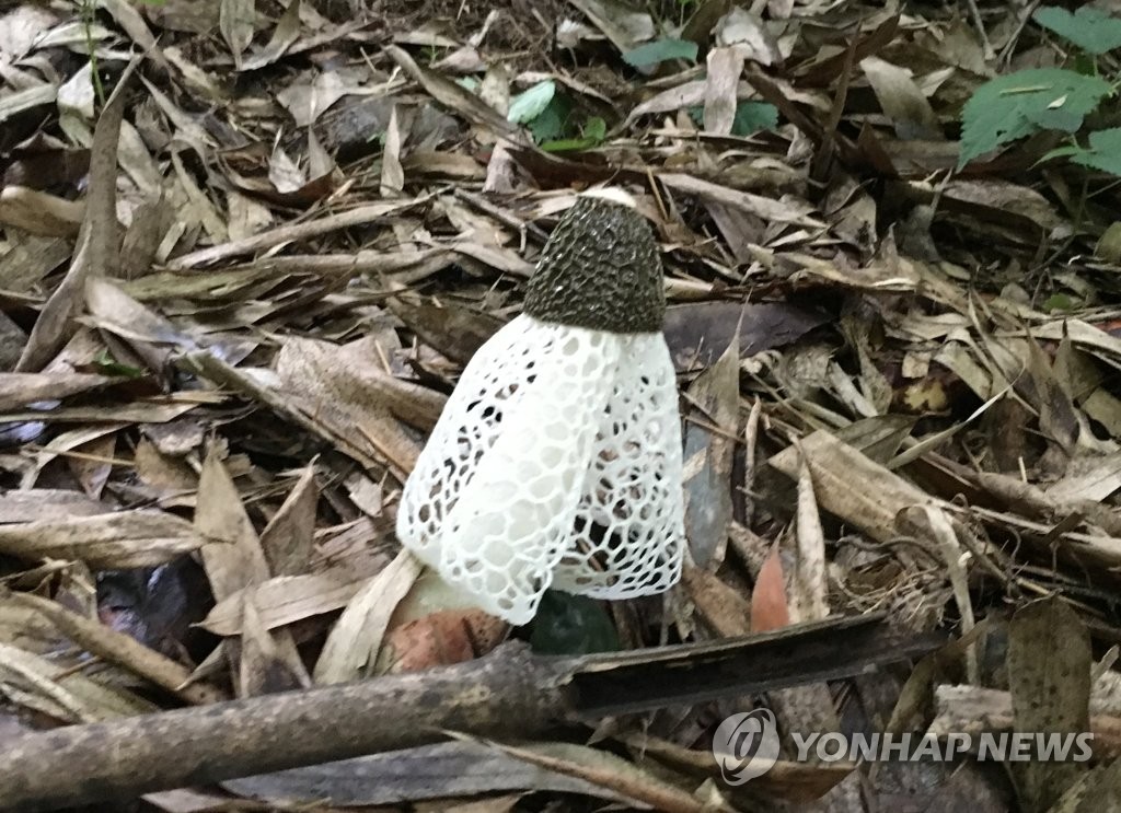 무등산서 올해 발견된 망태말뚝버섯