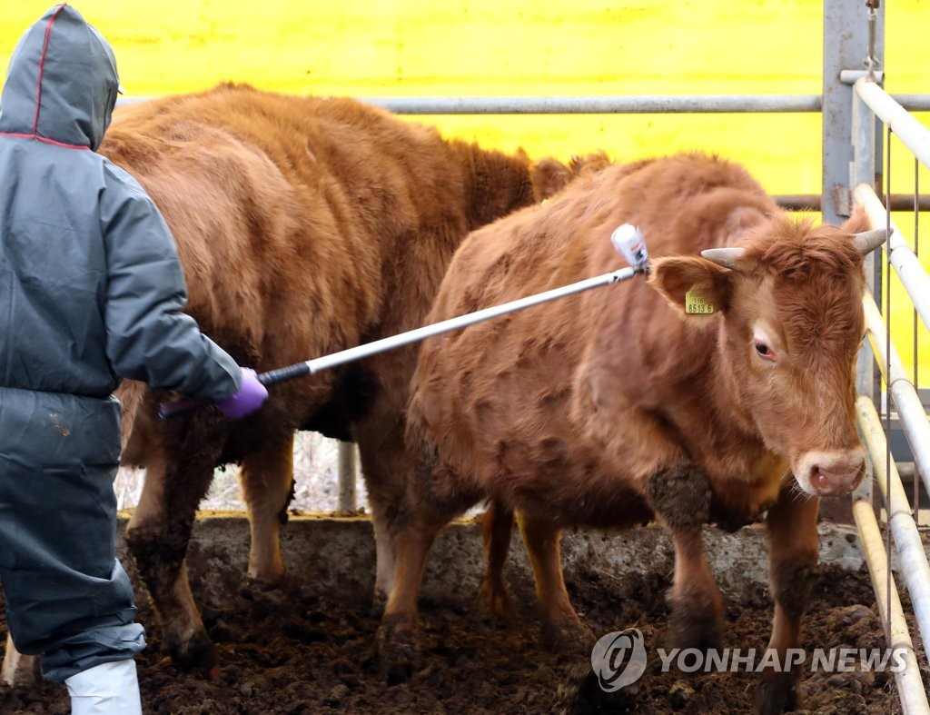 A quarantine official vaccinates cows at a farm in Daejeon, some 164 kilometers south of Seoul, on Jan. 30, 2019, in an effort to prevent further spread of foot-and-mouth disease. (Yonhap)