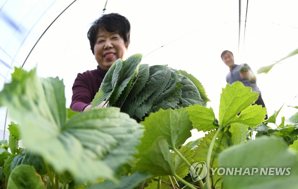 봄맛 가득 담긴 곤달비 수확