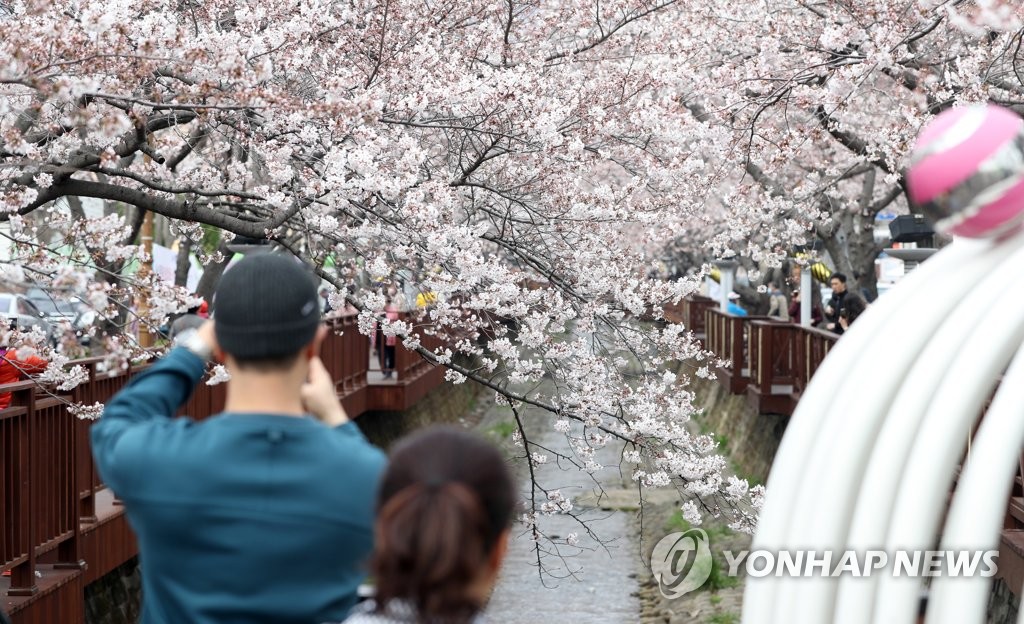 벚꽃 도시 진해