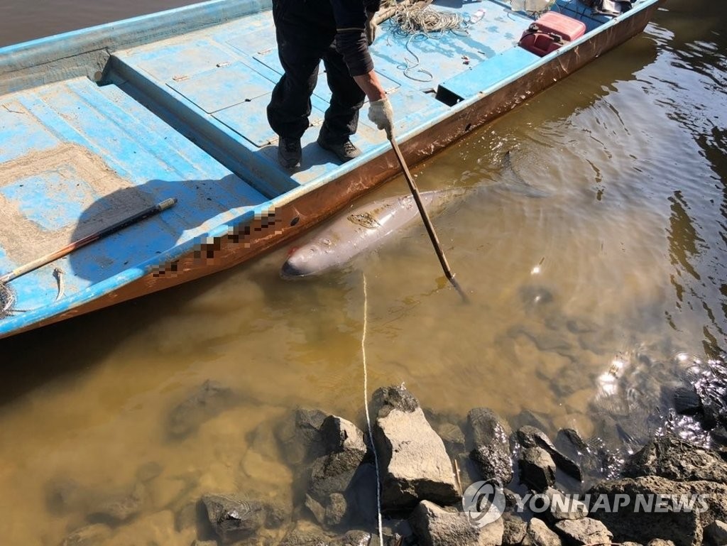 구조되는 멸종위기 돌고래 '상괭이'