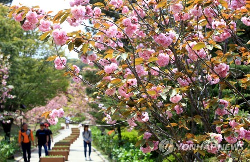 화사한 겹벚꽃의 계절이 왔다