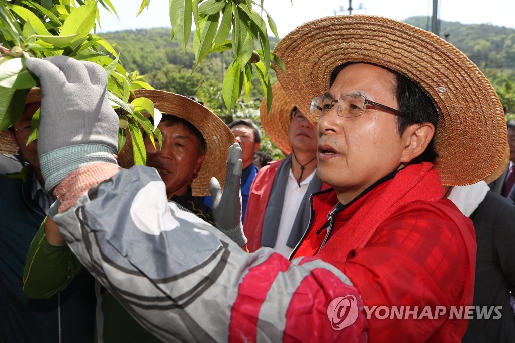 과수농가 일손 돕는 황교안 대표