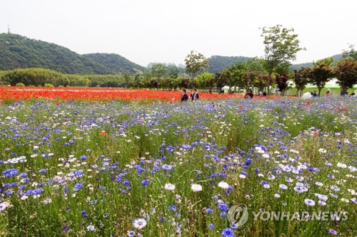 태화강 봄꽃 대향연