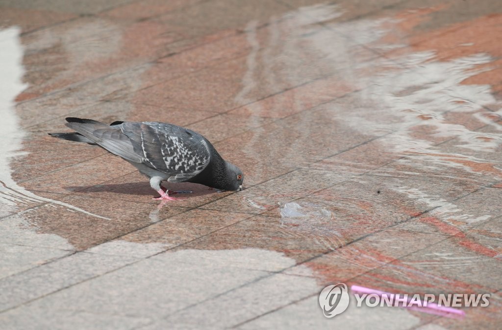 '비둘기도 목마르다'