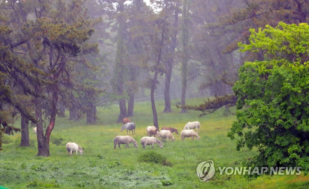 폭우 속 제주마