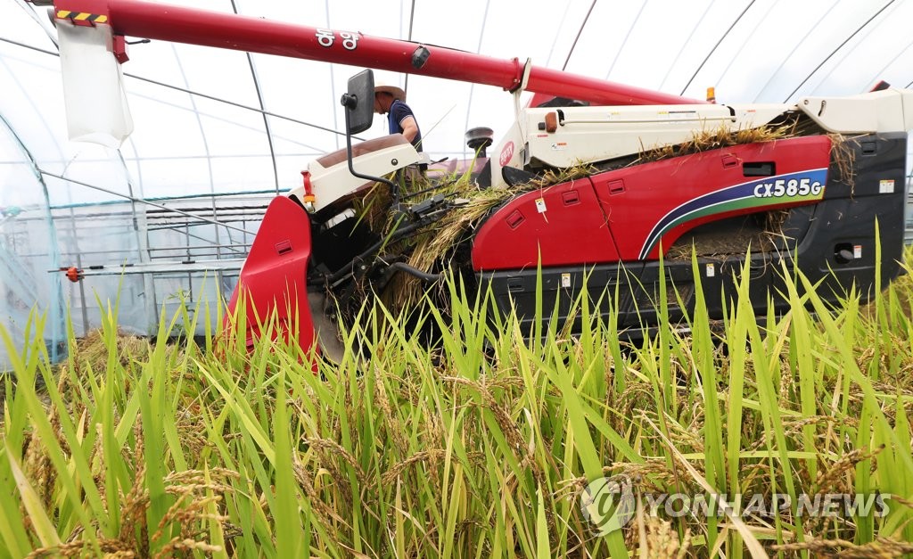 Season's first rice harvesting Season's first rice harvesting
