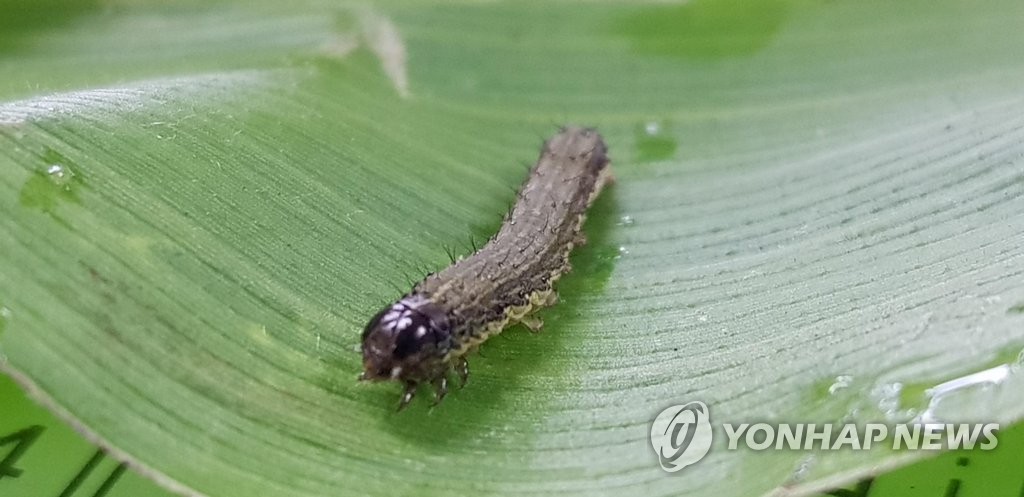 국내 처음 발견 해충 열대거세미나방