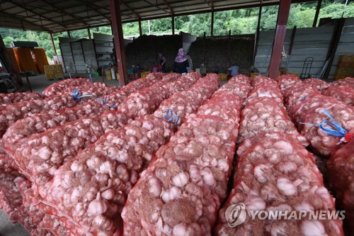 마늘값 폭락, 수매 앞두고 쌓여 있는 마늘