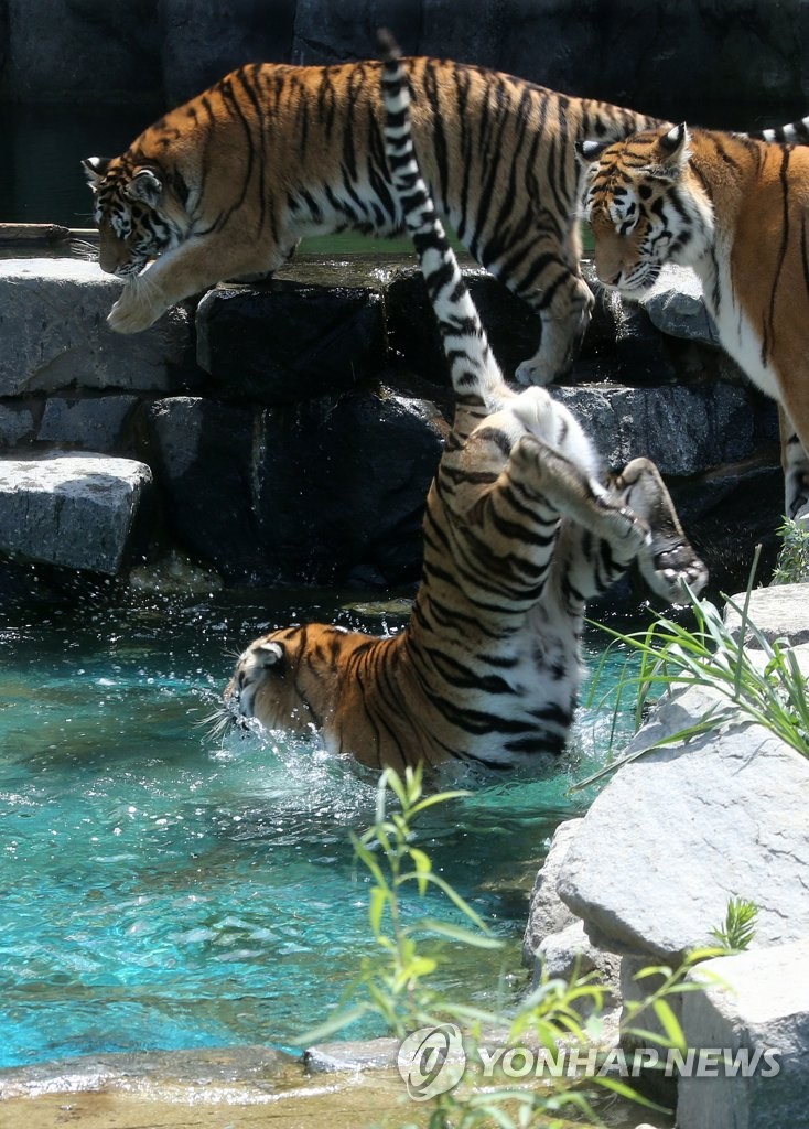 Tigers amid heat wave Tigers amid heat wave