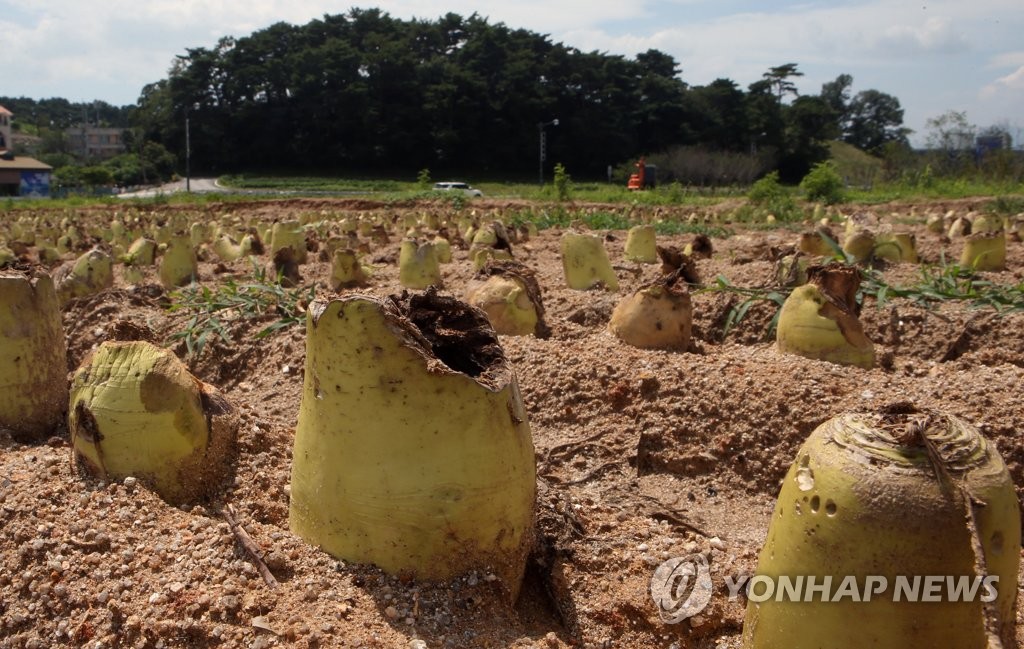 뭇값 폭락, 강릉 들판에 버려진 무