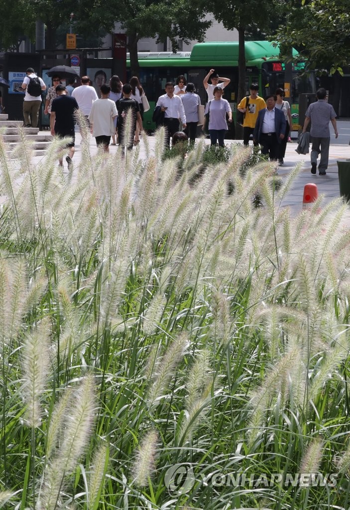 Fountain grass welcomes passersby to Cheonggye Plaza Fountain grass welcomes passersby to Cheonggye Plaza