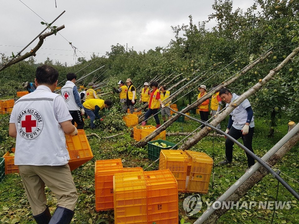 Red Cross helps orchard devastated by Typhoon Lingling Red Cross helps orchard devastated by Typhoon Lingling