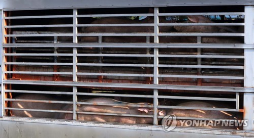 48시간 돼지 이동제한 해제