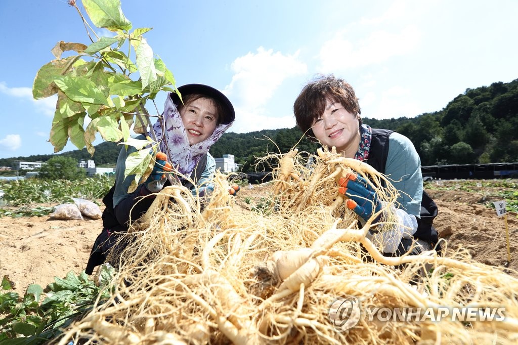 Ginseng harvesting Ginseng harvesting