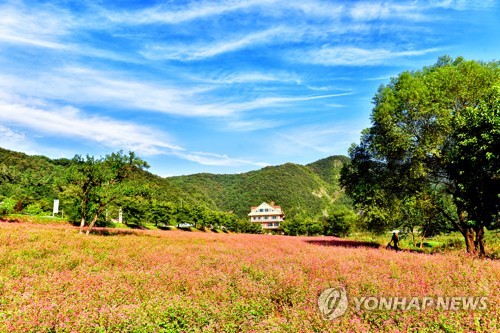 파란 하늘 아래 붉은 메밀꽃밭