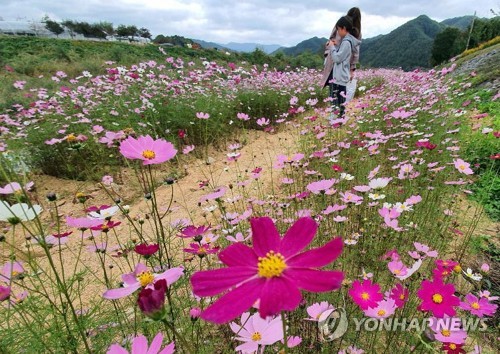 만개한 코스모스 길