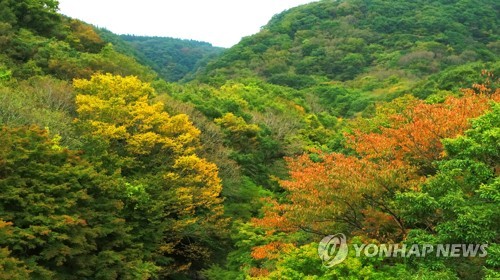 한라산 천아숲길 단풍