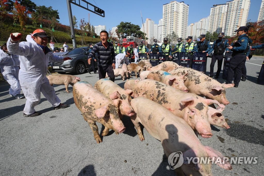 돼지 몰며 항의하는 잔반농가들