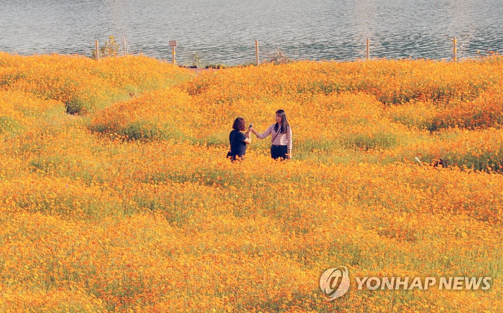 Yellow cosmos in bloom Yellow cosmos in bloom