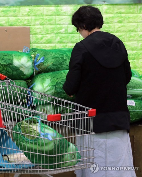 김장철 앞두고 배춧값 90% 폭등