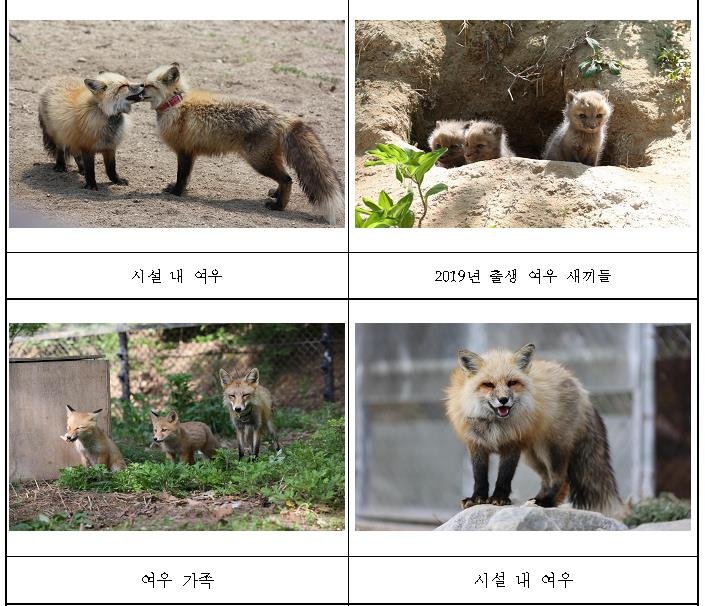 '멸종 위기 1급' 여우 23마리, 가족 단위로 소백산에 방사