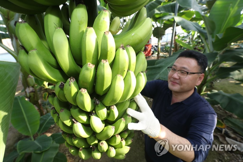 Banana harvesting Banana harvesting