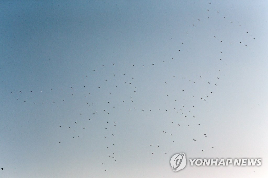 드론 150대로 하늘에 수놓은 대형 말