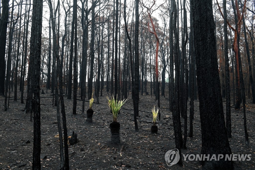 호주 산불피해 지역서 새싹