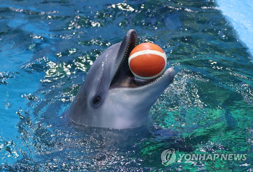 고래생태체험관서 태어난 돌고래 ′고장수′ 관람객에 첫 공개