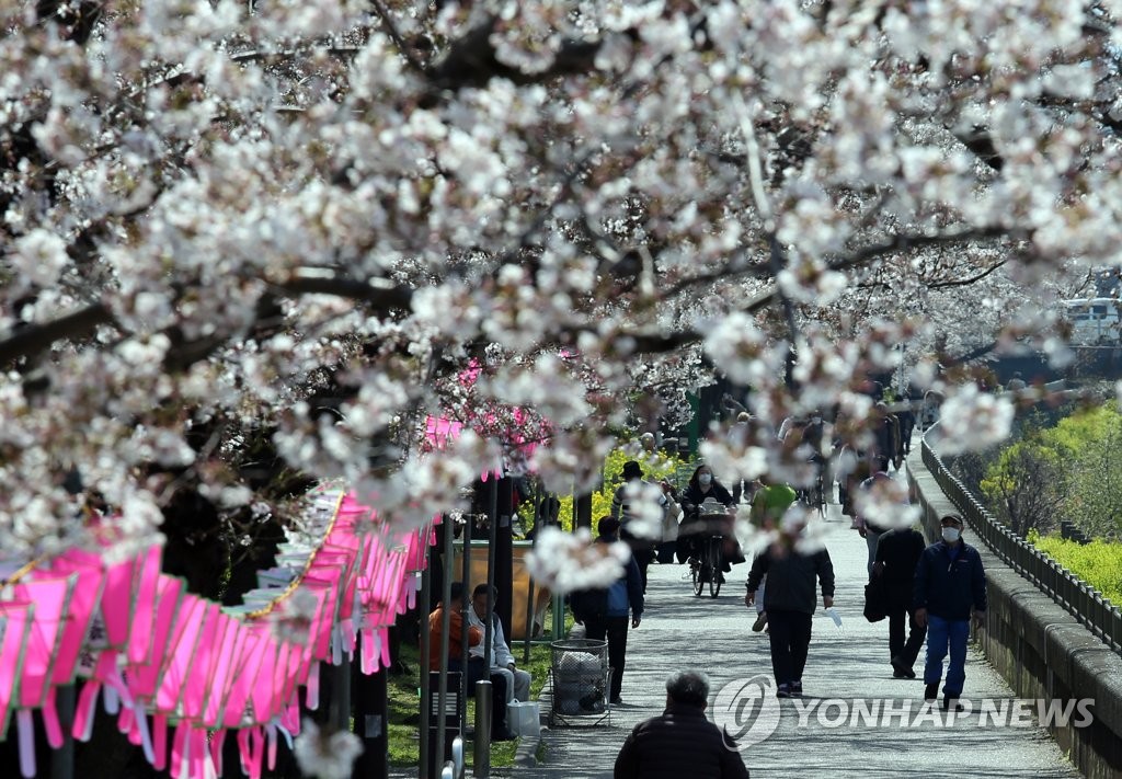 코로나19 확산 위기의 도쿄…벚꽃 아래 산책
