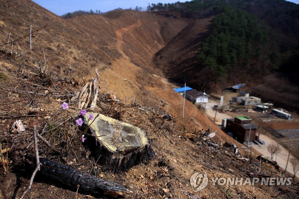 인제 산불 1년…화마 딛고 찾아온 봄