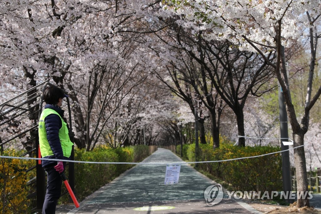상춘객 출입 통제된 양재천 벚꽃길