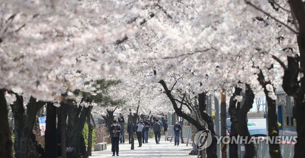 윤중로 벚꽃축제는 취소지만…