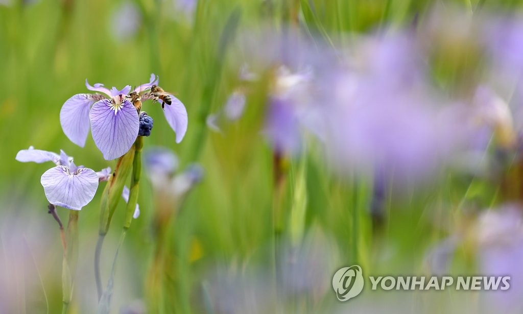 '붓꽃에 파묻힌 꿀벌'…서울 창포원에 핀 붓꽃