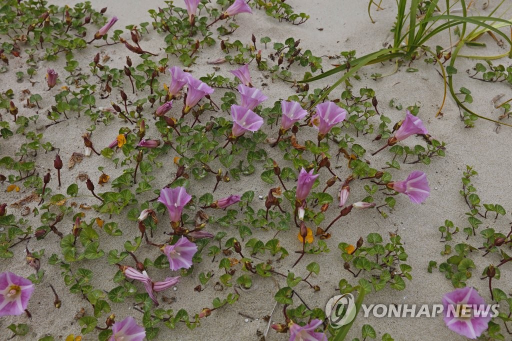 풍성사구에 핀 갯메꽃