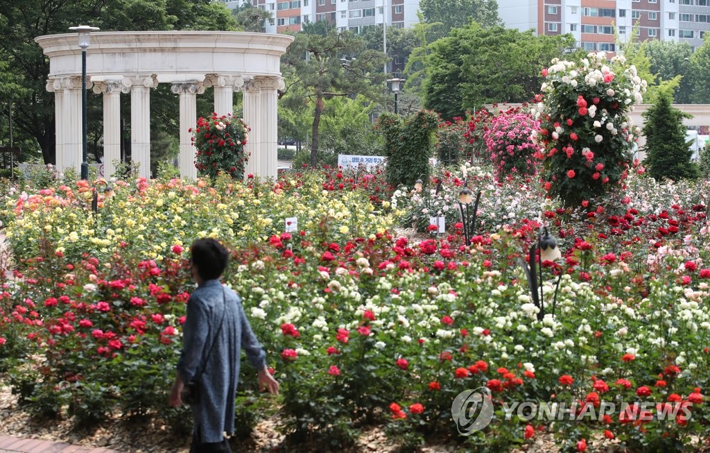 Campo de rosas Campo de rosas