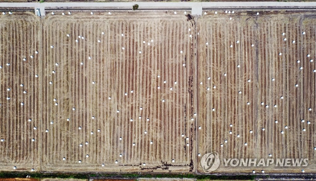 보리밭의 하얀 바둑알?