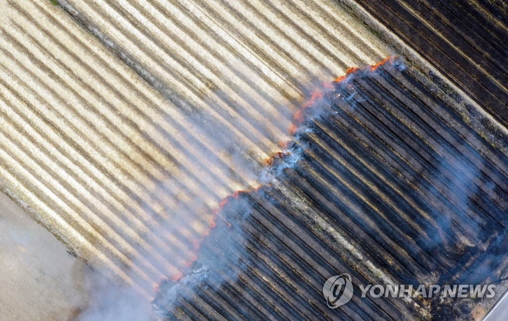 타들어가는 보리밭