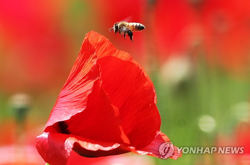 꿀벌 유혹하는 꽃양귀비