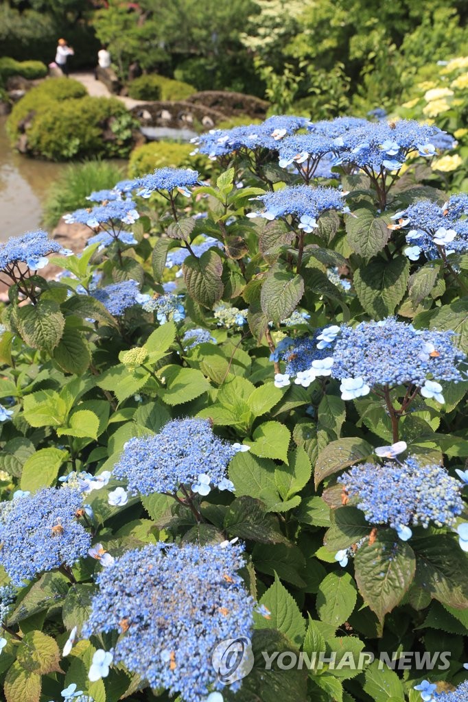 Hydrangeas reach full bloom on S. Korean island Hydrangeas reach full bloom on S. Korean island