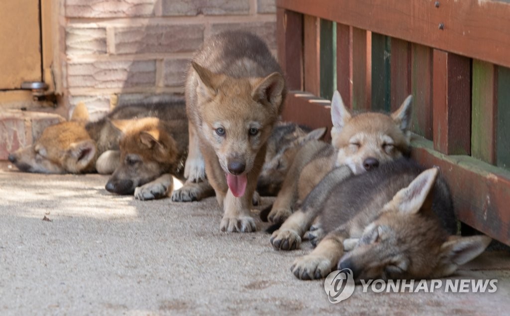 강아지가 아닙니다! 새끼 늑대 공개