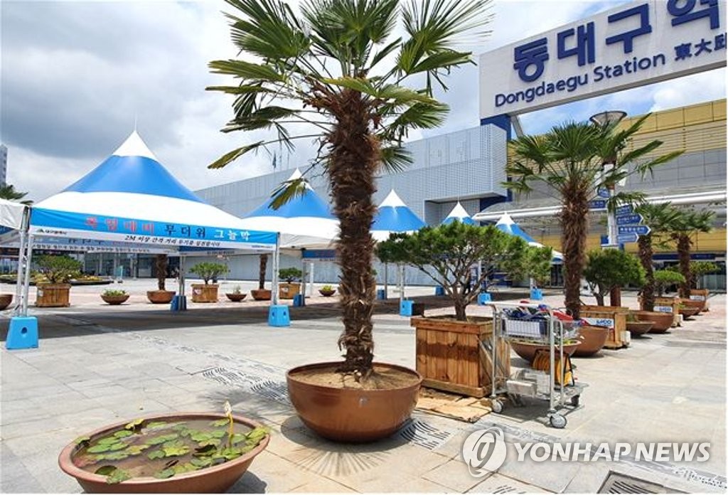 동대구역 광장에 야자나무 20여 그루 식재