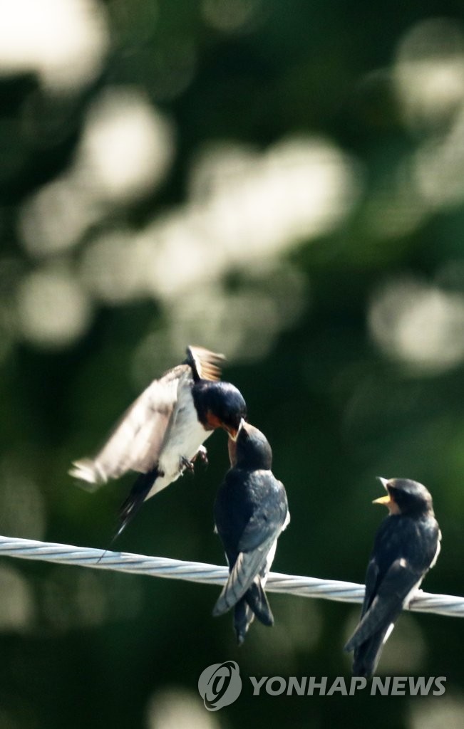 Swallows Swallows