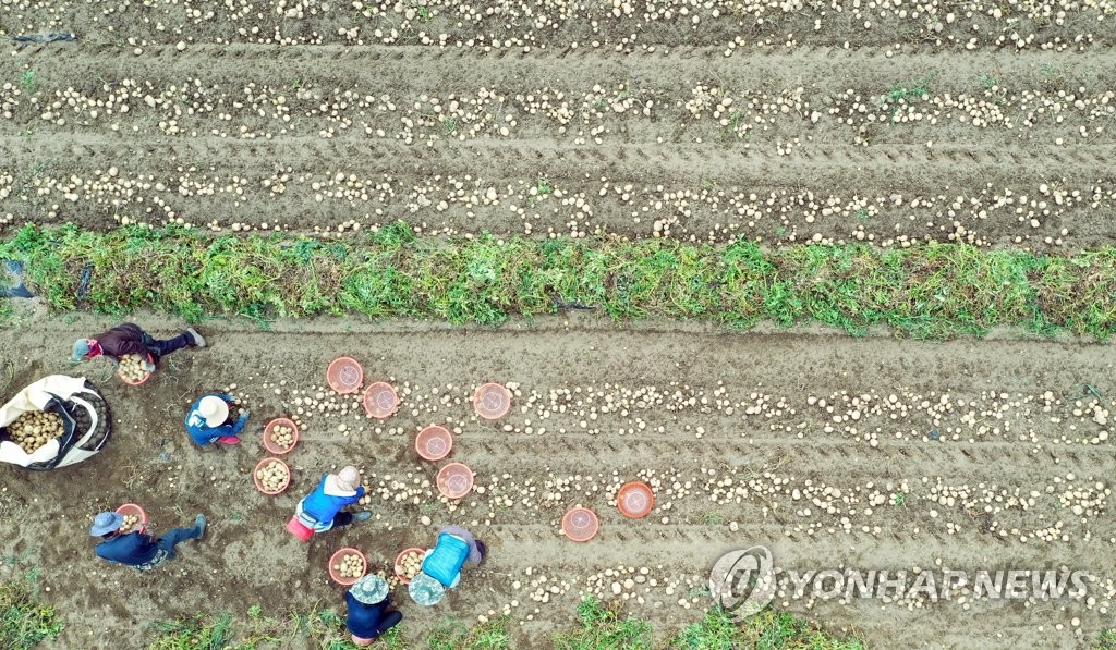 감자 수확하는 농촌들녘