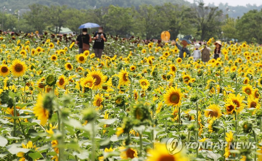 Campo de girasoles Campo de girasoles