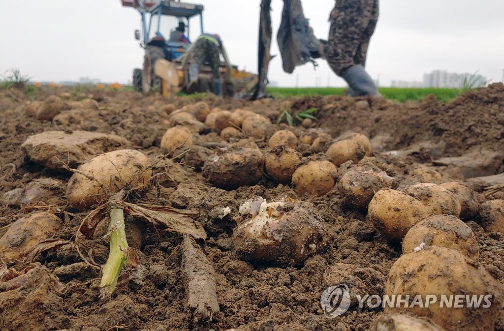 "농심은 타들어 간다" 기록적인 폭우에 썩어가는 강릉 감자