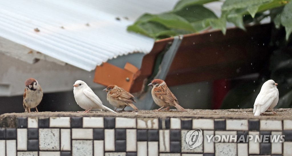 '닮은 듯 닮지 않은' 흰 참새
